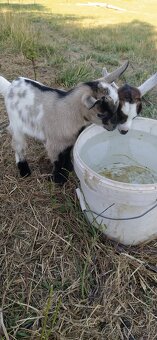 Predám mini kozu s dvomi malými capkami - 4