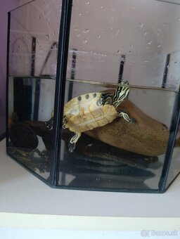 Vodné korytnačky , vodná korytnačka - 4