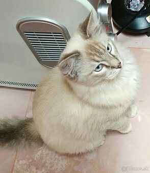 Ragdoll - kocúrik - 4