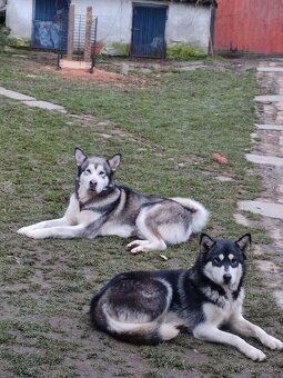 Aljašský malamut šteniatka - 4