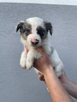 Predám šteniatka Border kólie - 4