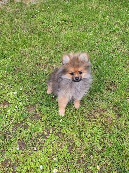 Pomeranian fenka - 4