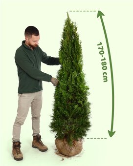 TUJE SMARAGD Premium -Prešov, Východ - 4