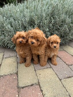 Maltipoo, maltezák, púdel - 4