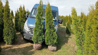 Tuja Smaragd, vavrínovec, červienka - Poprad - 4