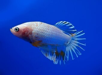 Betta splendens- bojovnica pestrá - 4