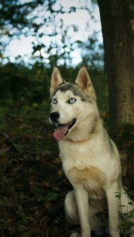 Fenka sibírsky husky s PP - 4