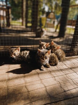 Bengálska mačka - 4