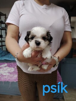 Rozkošné šteniatka shih-tzu(shitzu,shihtzu) - 4