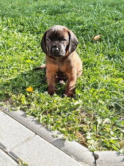 Bavorský fatbiar - 4