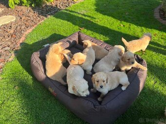 Zlatý retriever Golden retriever - 4