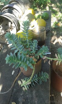 Euphorbia polychroma - 4