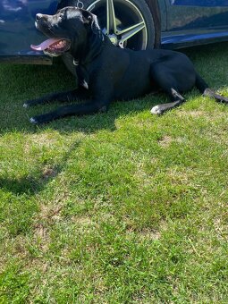 Cane corso - 4