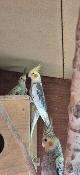 Predám KORELY - straka s krúžkom - 4