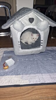 Darujem kocúriky - 4