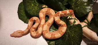 Velhad kralovsky sunglow - 4