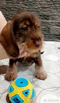 Jazvečík drôtosrstý kraličí, trpasličí - 4