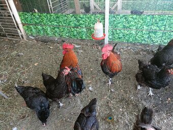 Nasadové vajíčka - 4