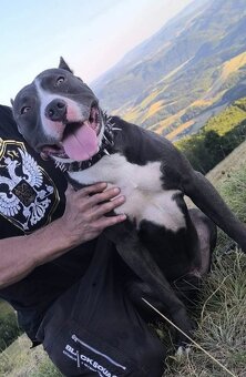 Darujem -BLUE NOSE PITBULL - 4