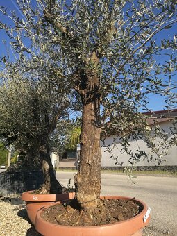 Olivovník bonsai - 4