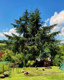 Ošetrenie stromov a rizikové orezy a výruby (arboristika) - 4