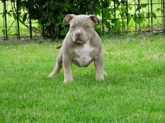 AMERICAN BULLY - 4