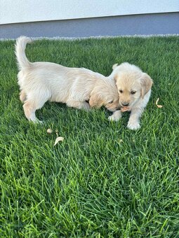 Zlatý retriever - 4
