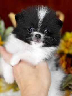 Pomeranian mini - 4