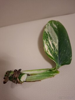 Monstera Cobra aurea - 4