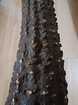 Trofej trofeje parohy parožie zhody... - 4