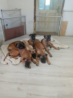 Bullmastif 1+1 - 4