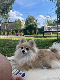 Pomerian na predaj - 4
