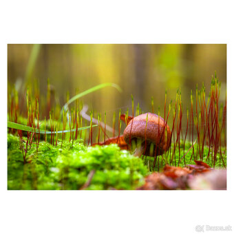 Laowa 60mm f2.8 2x macro objektív Sony FE - 4