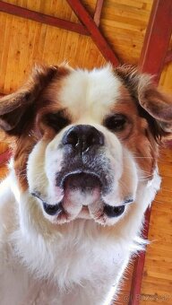 Hľadáme fenku na krytie - 4