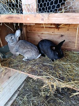 Predám Králiky - 4