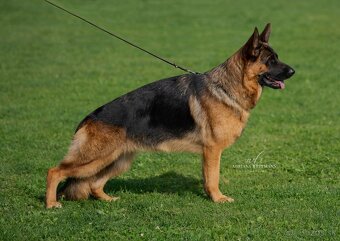 Nemecký ovčiak šteniatka - 4