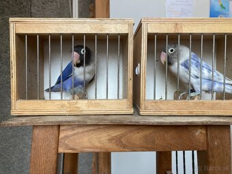 Agapornis škraboškový - 4