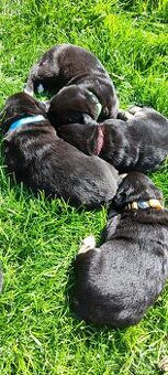 Labrador čierny šteniatko - labradorský retríver - 4