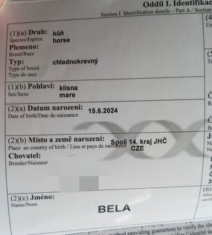 Predám kobyla - 4