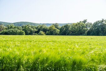 VEĽKÝ POZEMOK S POTENCIÁLOM - KOMÁROV - 4