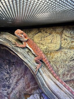 Agama Bradatá red - 4