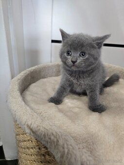 Britské mačiatka - 4