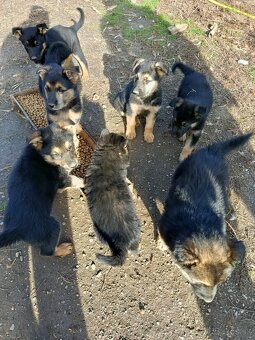 Nemecký ovčiak šteniatka čistokrvný - 4