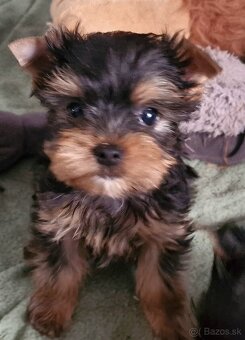 yorkshire terier - 4