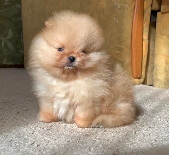 Pomeranian - 4