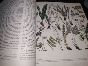 Z našej prírody - 4