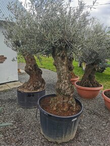 Olivovník - 4