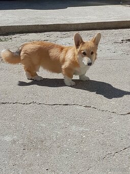 Welsh corgi pembroke - 4