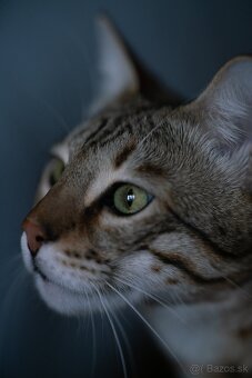 Samyang 135mm f1.8 pre Sony FE - 4