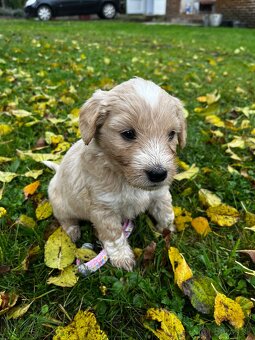 Goldendoodle šteniatka F2 - 4
